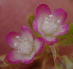 Gisekia pharnaceoides