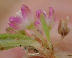 Gisekia pharnaceoides