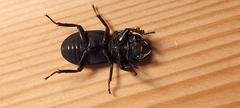 Dorcus parallelipipedus