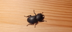 Dorcus parallelipipedus