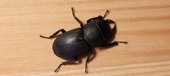 Dorcus parallelipipedus