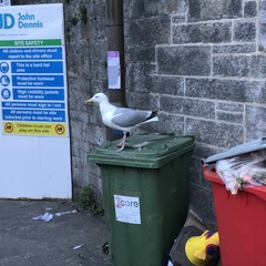 Larus argentatus