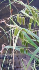 Carex pseudocyperus