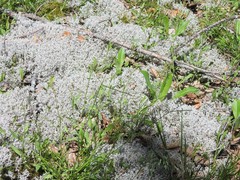 Poa saltuensis saltuensis