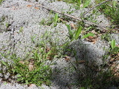 Poa saltuensis saltuensis