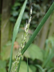 Ustilago perennans