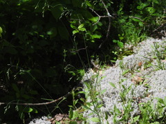 Poa saltuensis saltuensis