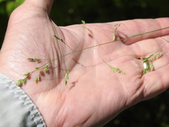 Poa saltuensis saltuensis