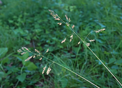 Poa sylvestris