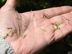 Poa saltuensis saltuensis