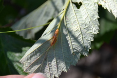 Triphragmium ulmariae