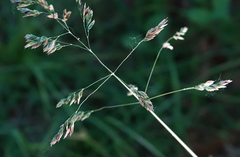 Poa sylvestris