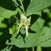 Lonicera oblongifolia - Photo Δεν διατηρούνται δικαιώματα, uploaded by Reuven Martin