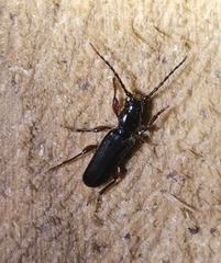 Tetropium castaneum