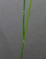 Poa sylvestris