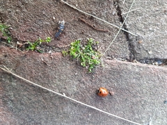 Coccinella septempunctata