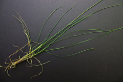 Poa sylvestris
