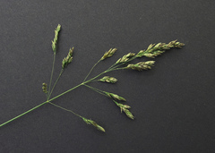 Poa sylvestris
