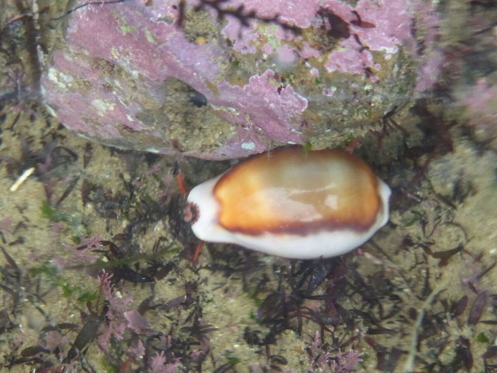Chestnut Cowries