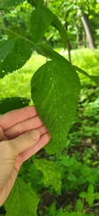Celtis occidentalis