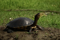 Trachemys grayi