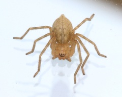 Olios suavis