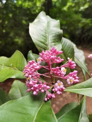 Ardisia opegrapha