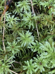 Leucolepis