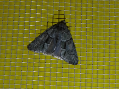 Cryphia fraudatricula