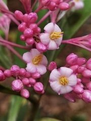 Ardisia opegrapha