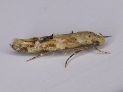 Mompha stellella