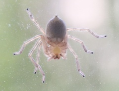 Olios suavis