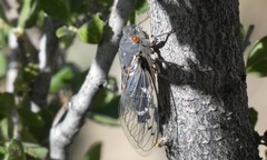 Hadoa chiricahua