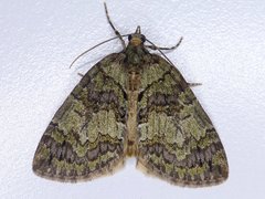 Hydriomena renunciata