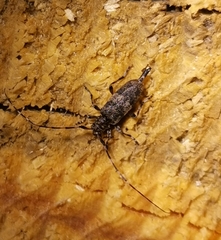 Acanthocinus griseus