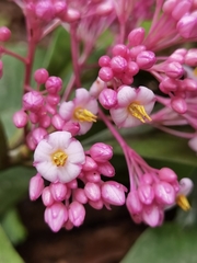 Ardisia opegrapha