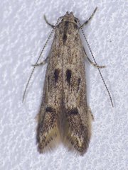 Blastodacna bicristatella