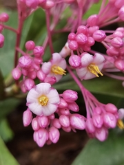Ardisia opegrapha