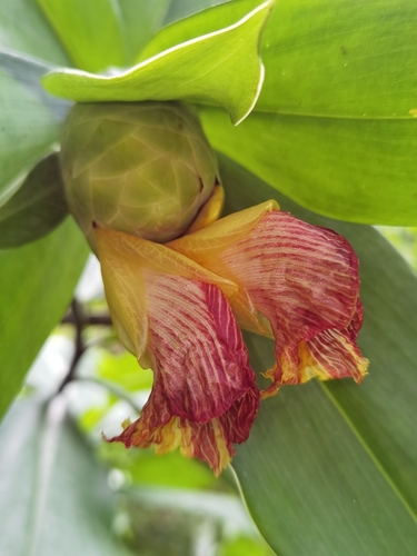 Costus glaucus (Costus glaucus)
