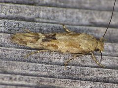 Mompha stellella