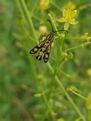 Chamaesphecia empiformis