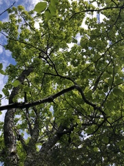 Acer rubrum image