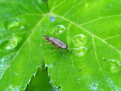 Coremacera marginata