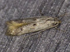 Blastodacna bicristatella
