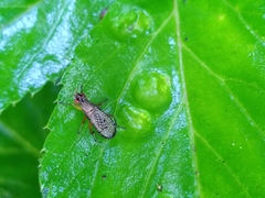 Coremacera marginata