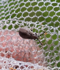 Nithecus jacobaeae