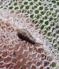 Nithecus jacobaeae