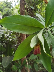 Costus glaucus