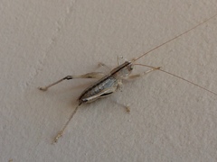 Ateloplus