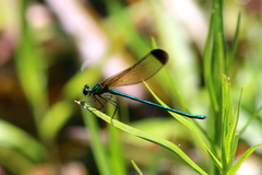 Calopteryx dimidiata